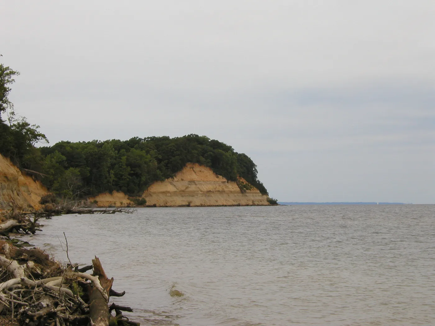 Wooded cliffs along the Chesapeake Bay at Calvert Cliffs State Park